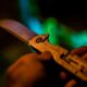 Couteau edc pas cher Ganzo Firebird - photo 6