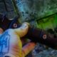Machette armée Française Wildsteer W Tiger - photo 5
